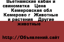  Вьетнамские кабан и свиноматка › Цена ­ 25 000 - Кемеровская обл., Кемерово г. Животные и растения » Другие животные   